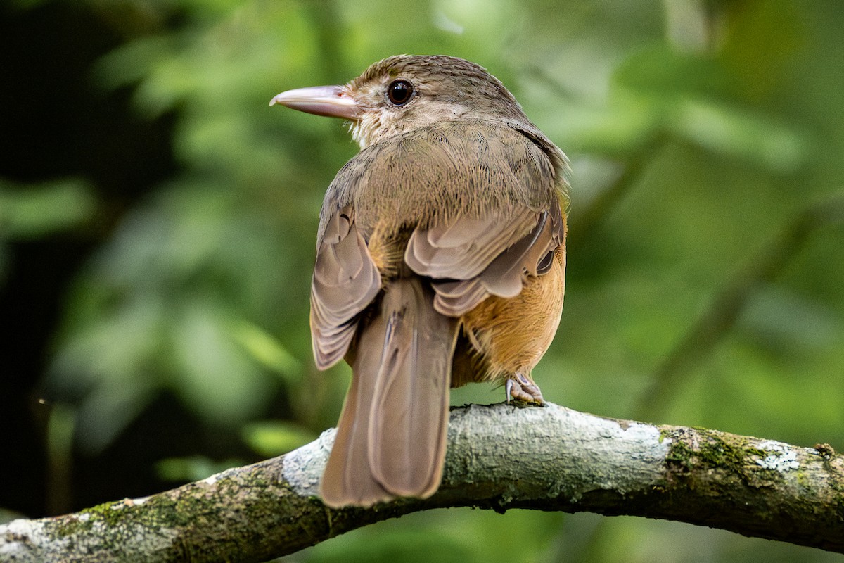 Little Shrikethrush - ML646752673