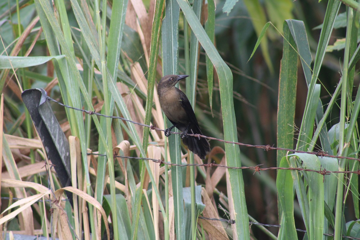 Carib Grackle - ML646752677