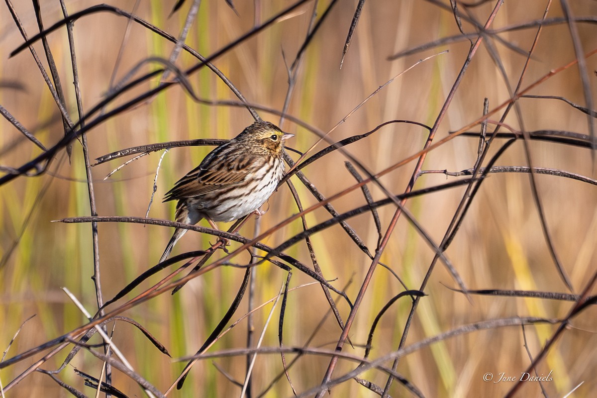 Savannah Sparrow - ML646752679
