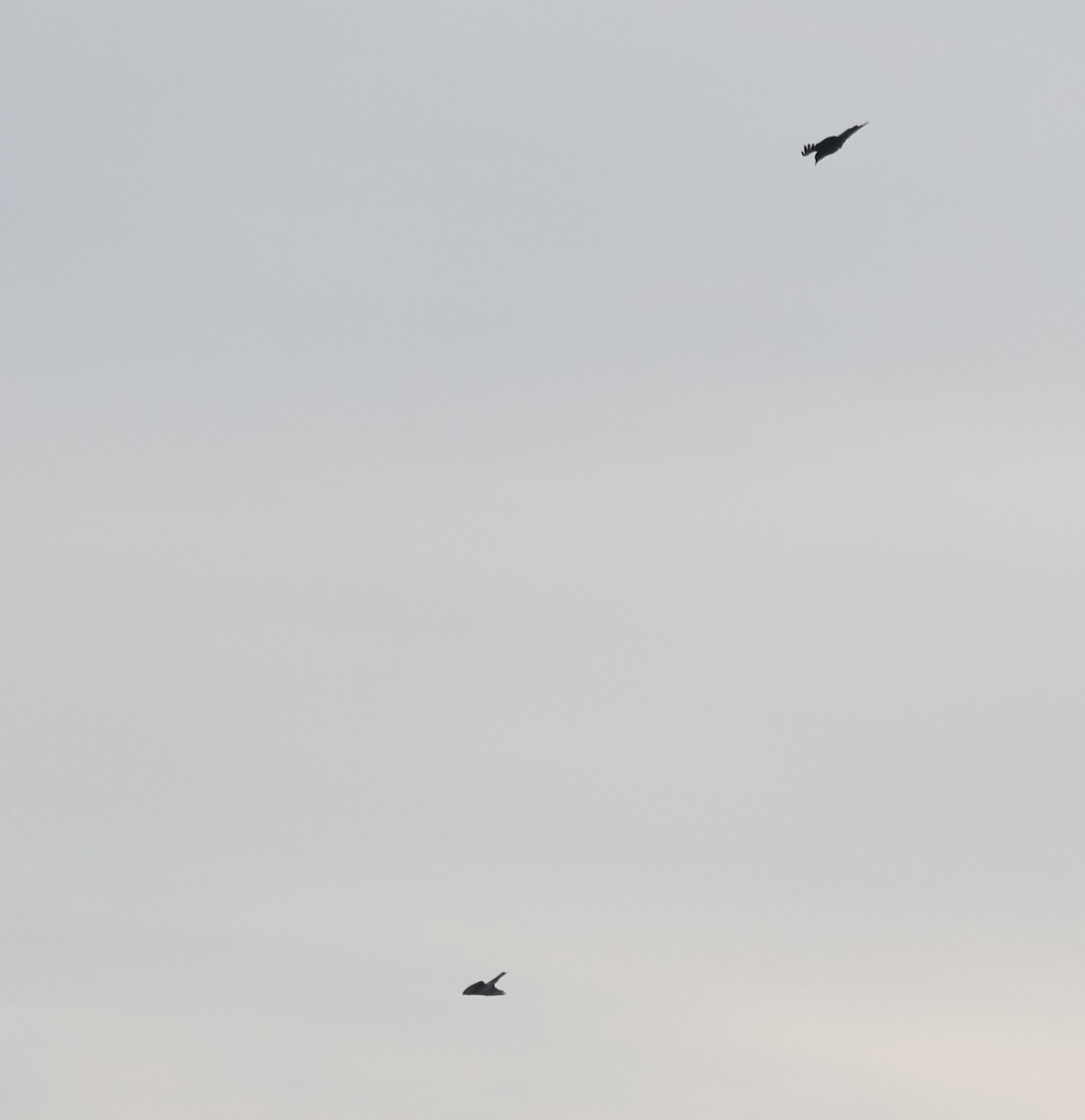 アシボソハイタカ - ML646752680