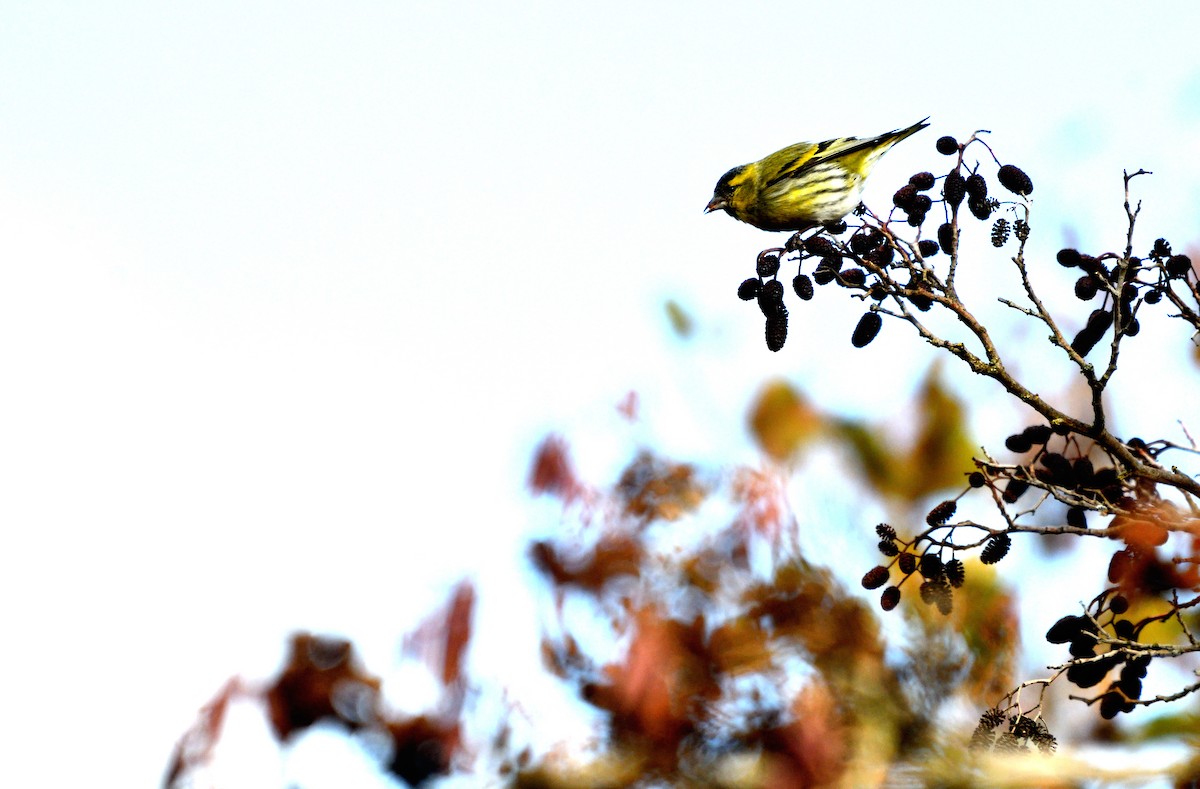 חורפי - ML646752682