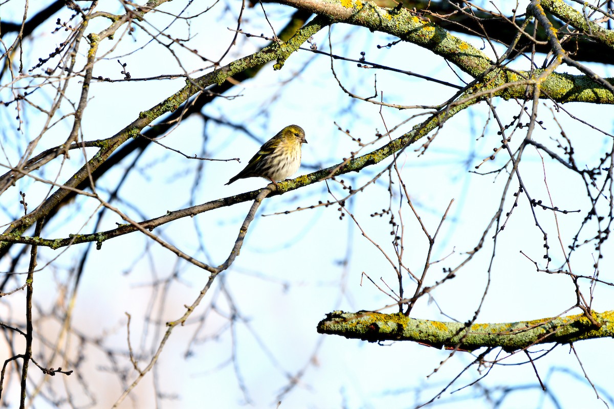 חורפי - ML646752683