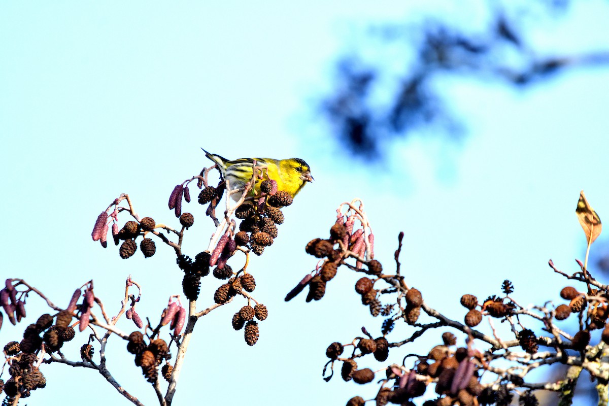 חורפי - ML646752684