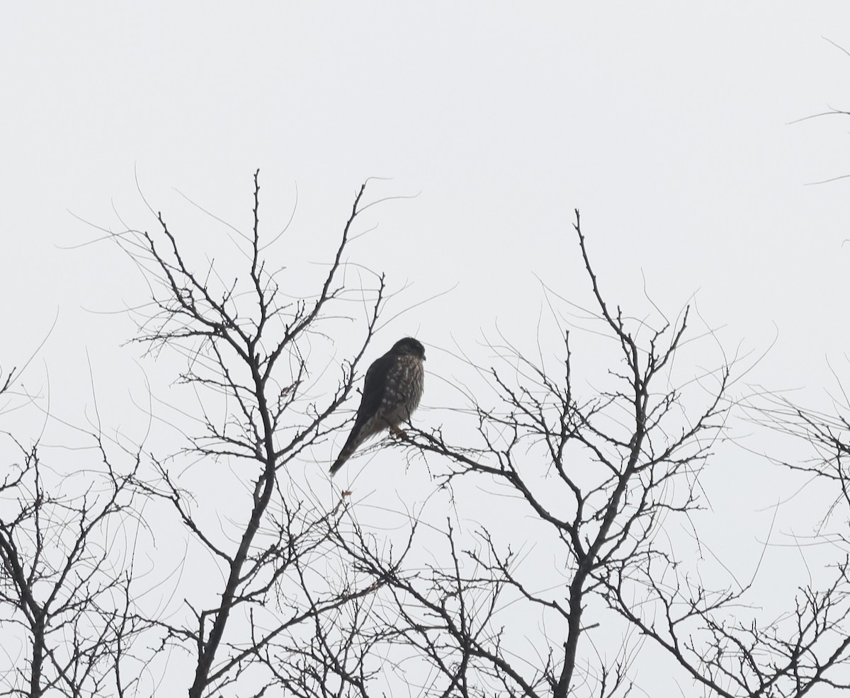 コチョウゲンボウ - ML646752685