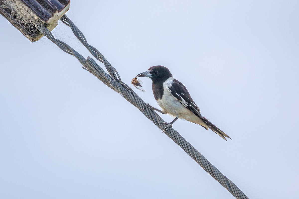 Pied Butcherbird - ML646752694