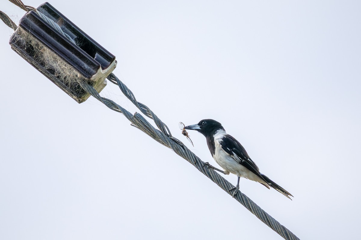 Pied Butcherbird - ML646752695