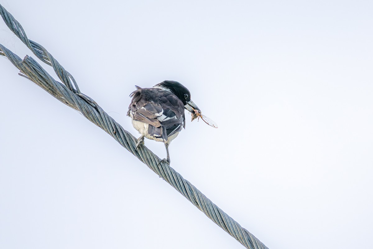 Pied Butcherbird - ML646752696