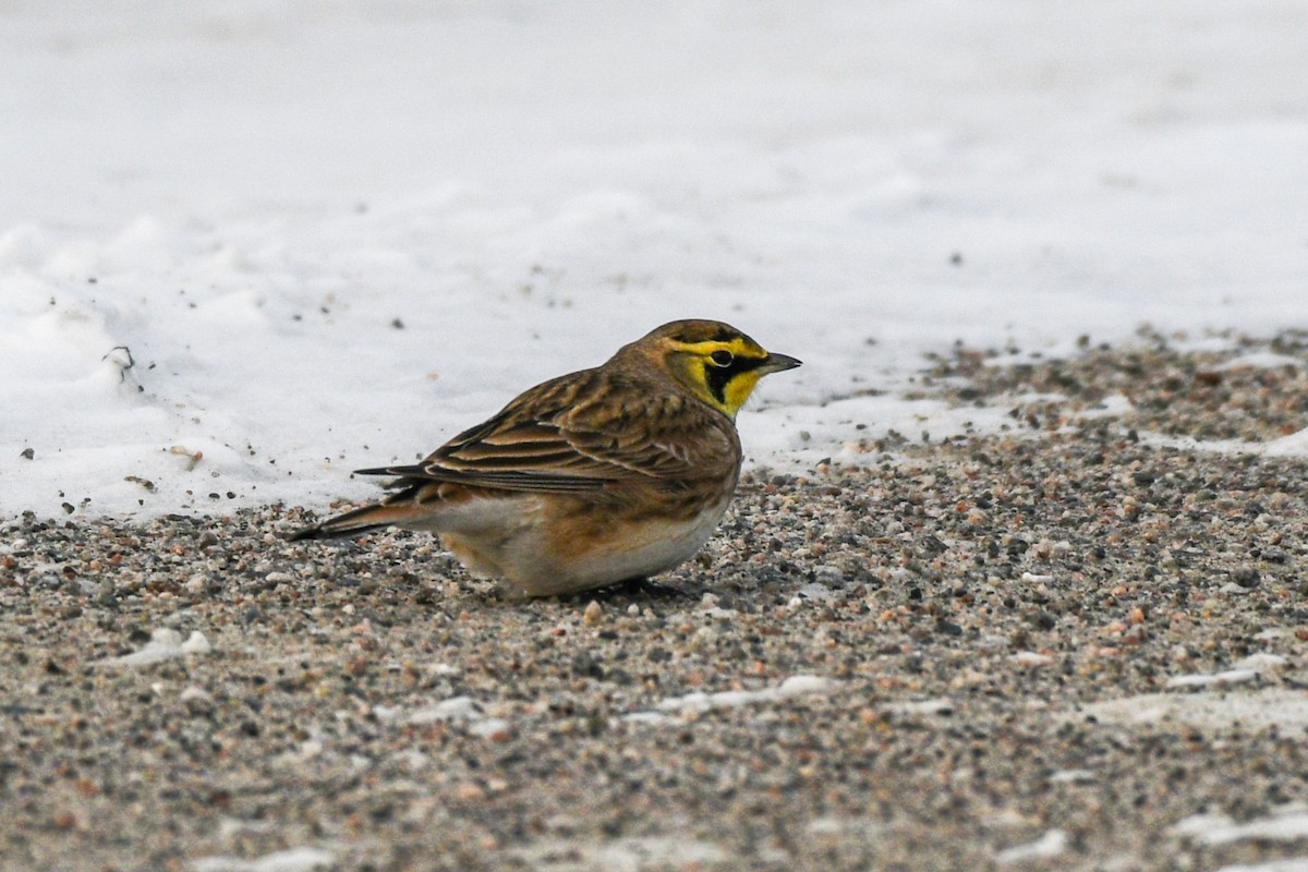 Horned Lark - ML646752703