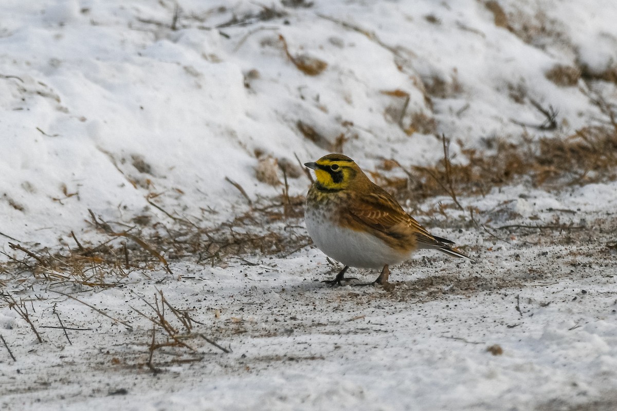 Horned Lark - ML646752704