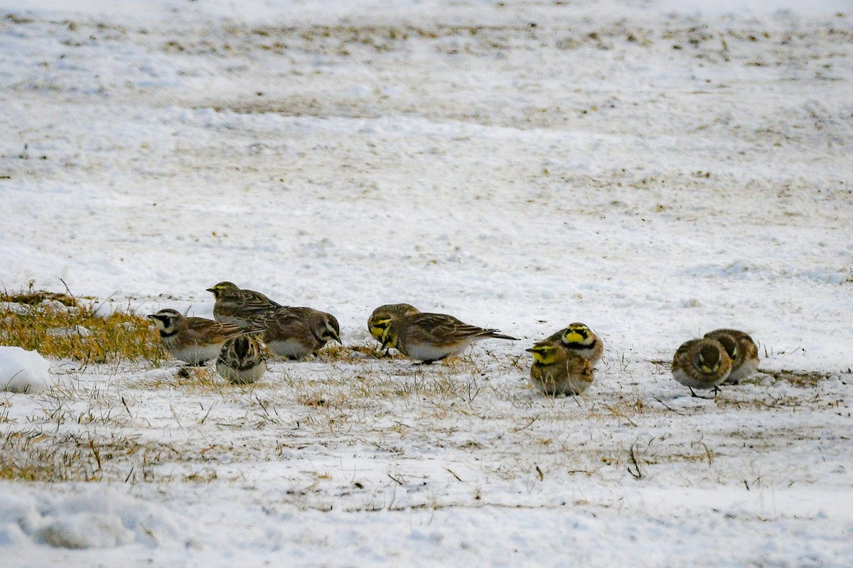 Horned Lark - ML646752705