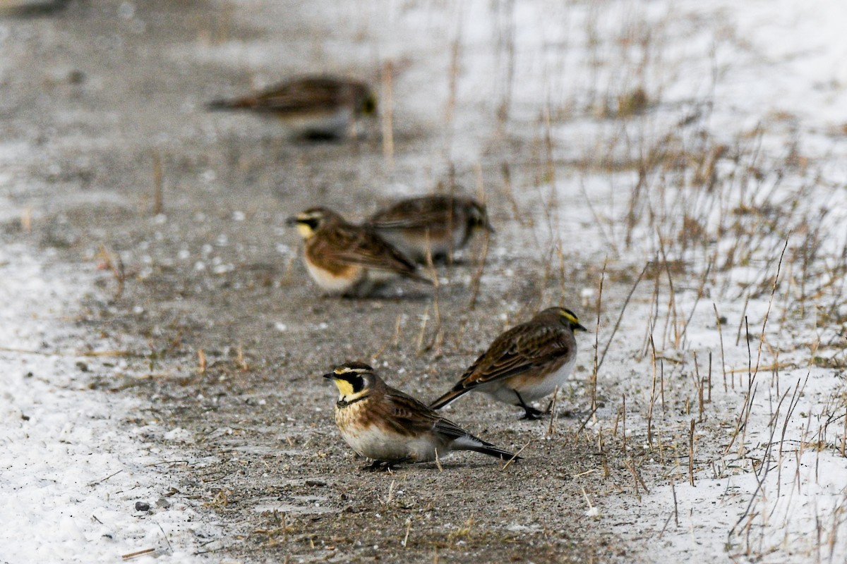Horned Lark - ML646752706