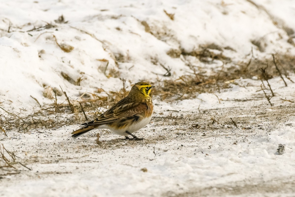 Horned Lark - ML646752707