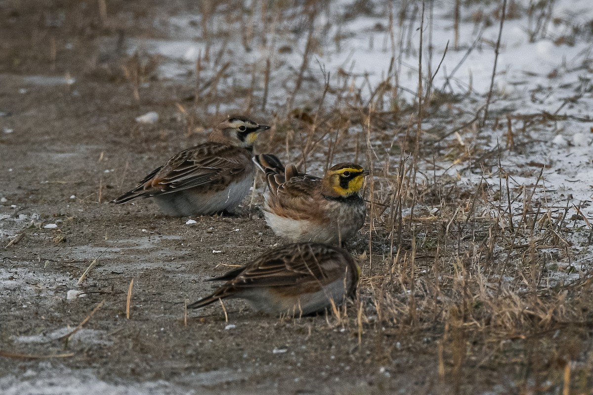 Horned Lark - ML646752708