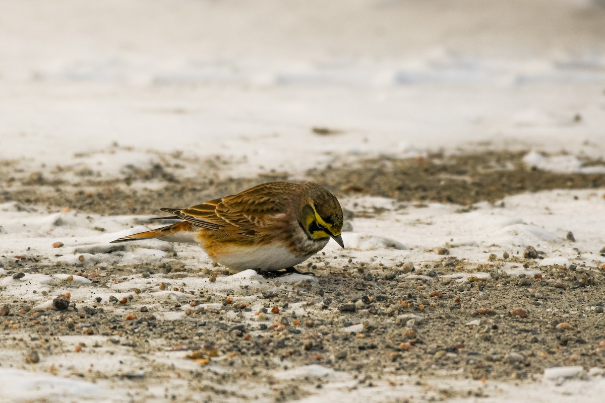 Horned Lark - ML646752709