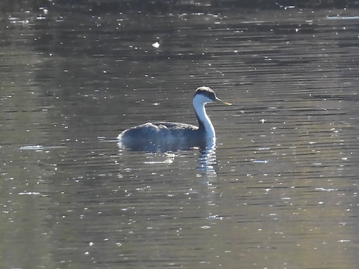 Western Grebe - ML646752710