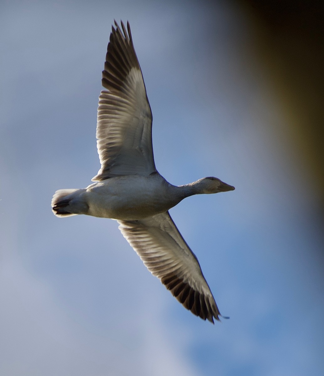 Snow Goose - ML646752711