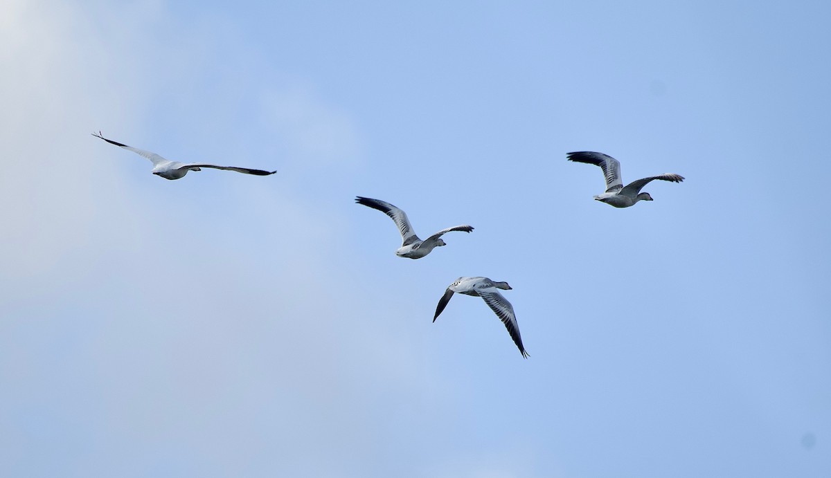 Snow Goose - ML646752712