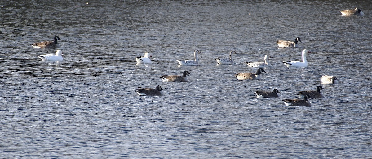 Snow Goose - ML646752713