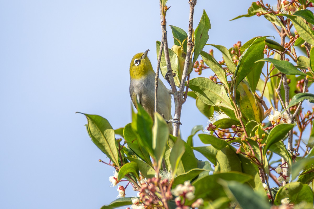 Silvereye - ML646752714