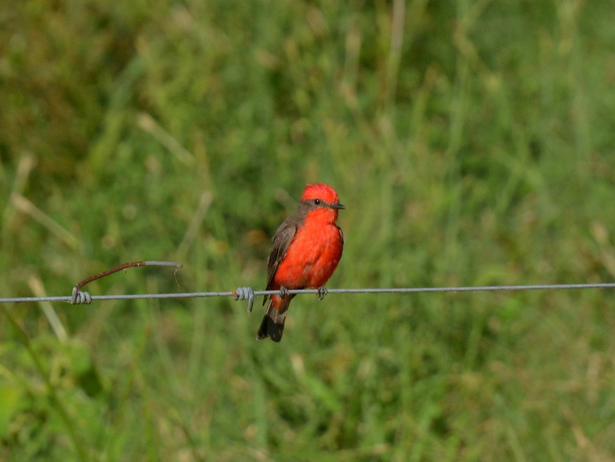 Vermilion Flycatcher - ML646752715