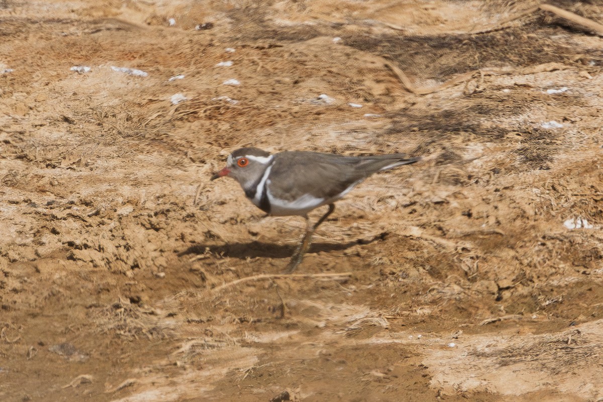 Chorlitejo Tricollar - ML646752717