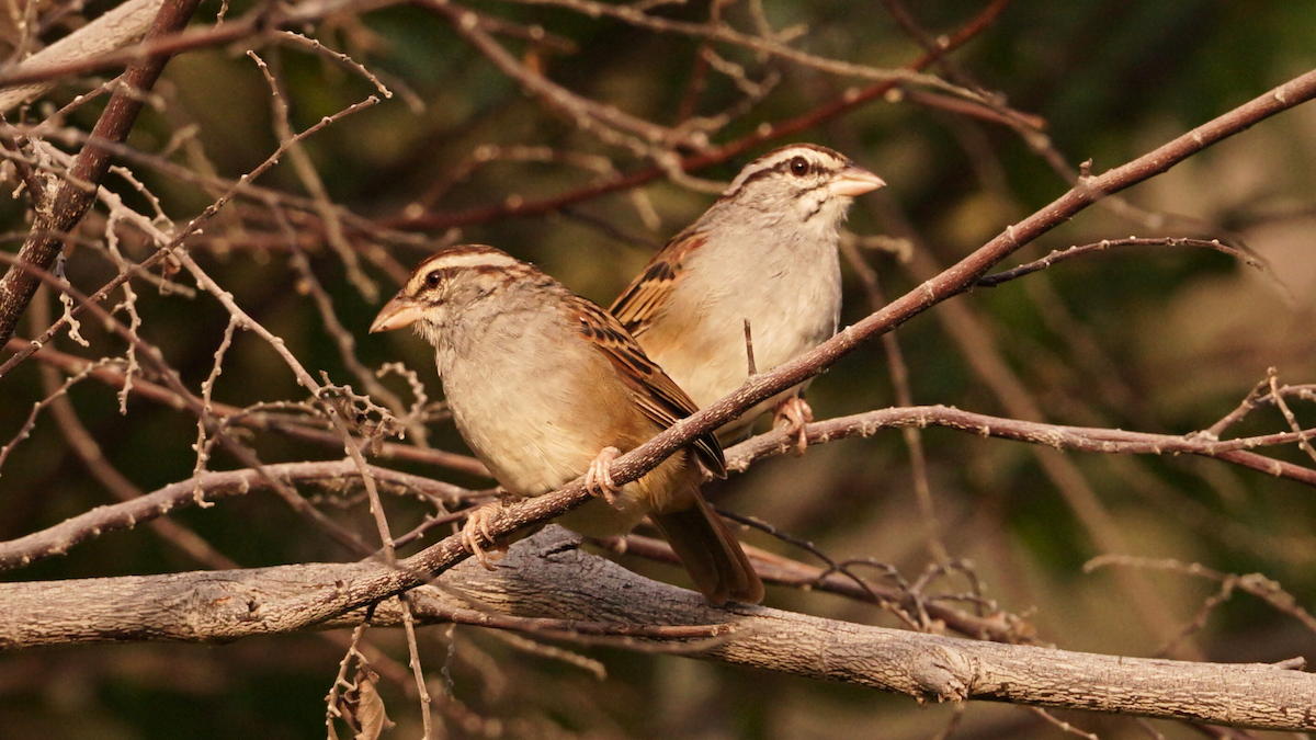 Chingolo Colicanela - ML646752718