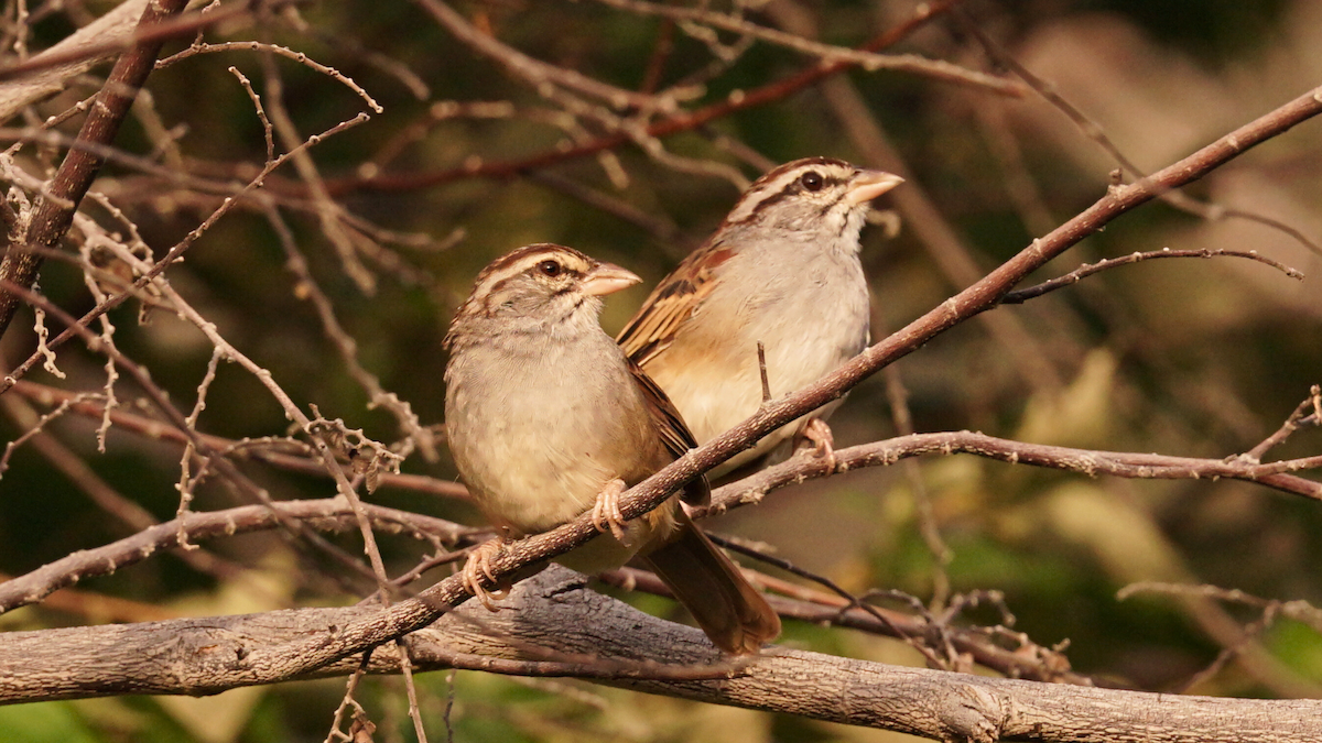 Chingolo Colicanela - ML646752719