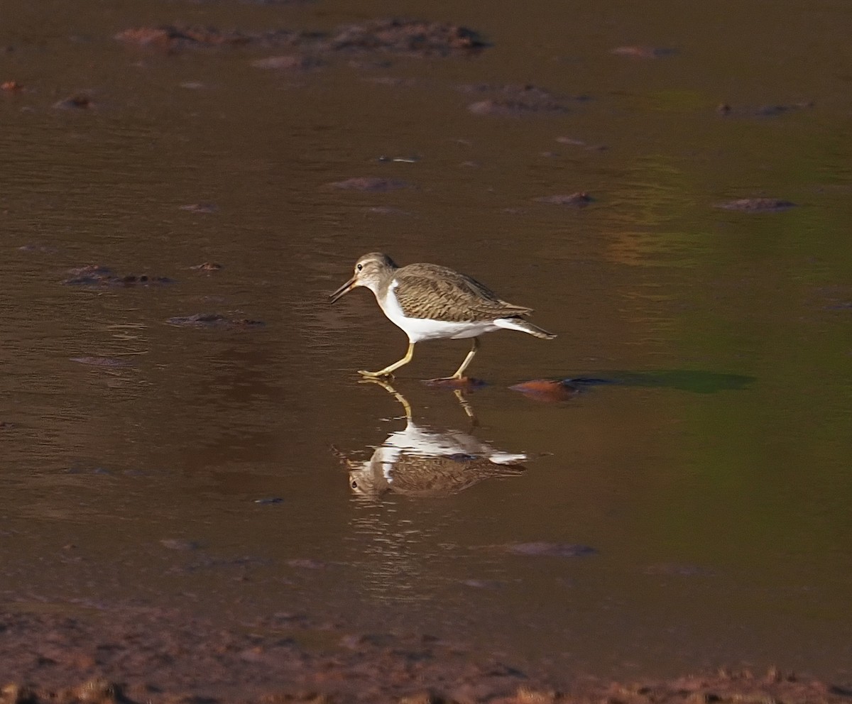 Набережник палеарктичний - ML646752720