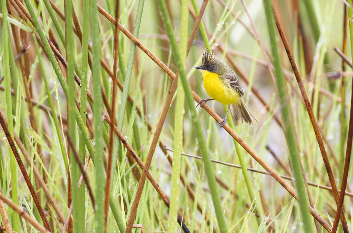 Crested Doradito - ML646752721
