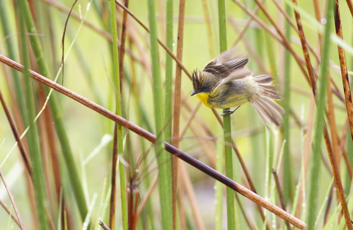 Crested Doradito - ML646752722