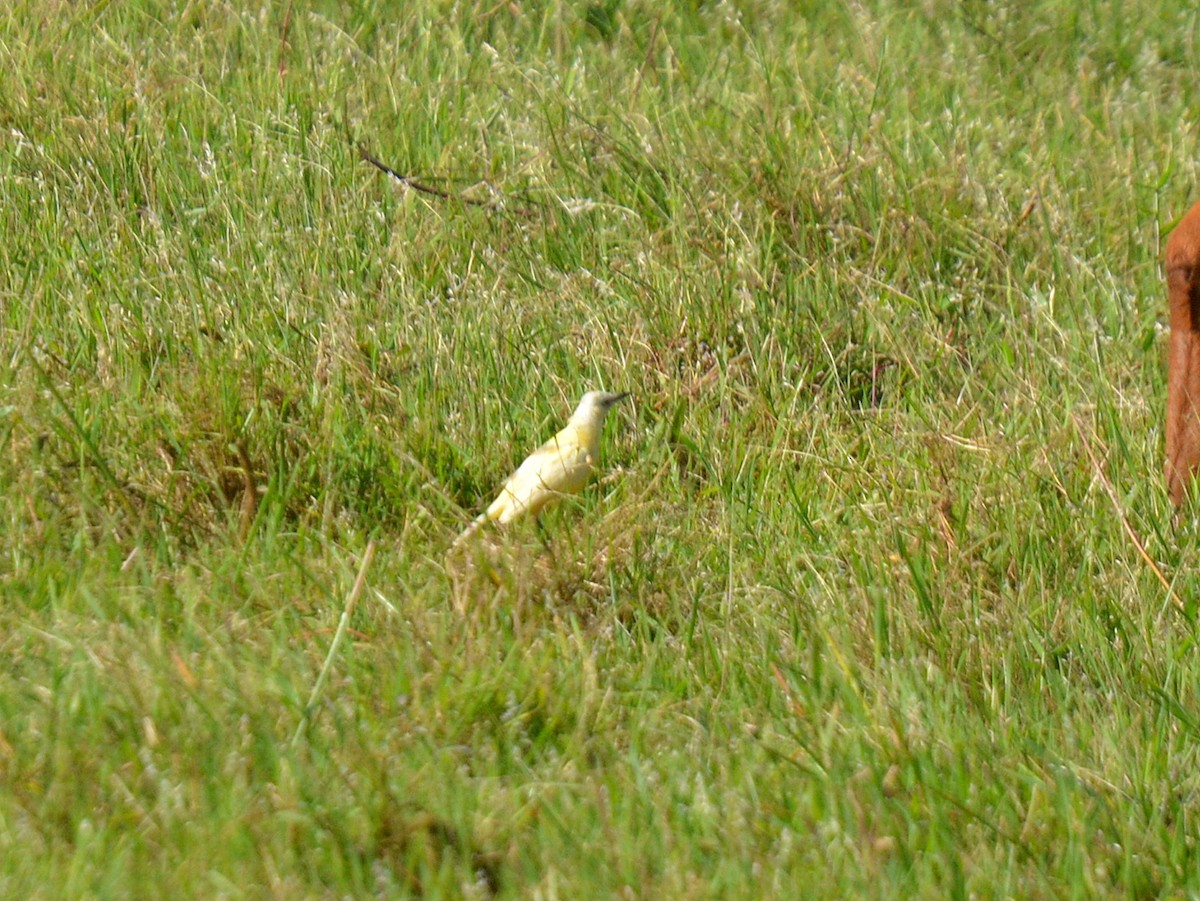 Cattle Tyrant - ML646752723