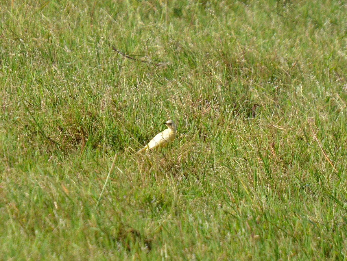 Cattle Tyrant - ML646752724