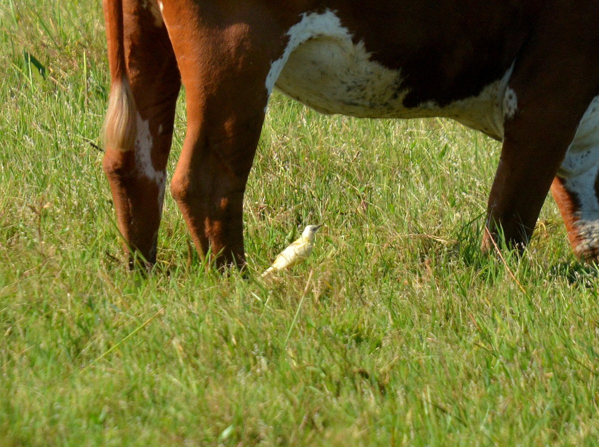 Cattle Tyrant - ML646752725