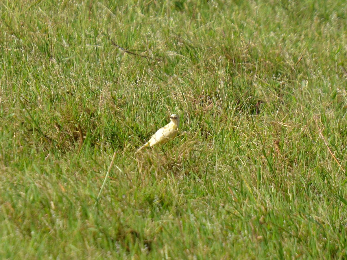 Cattle Tyrant - ML646752726