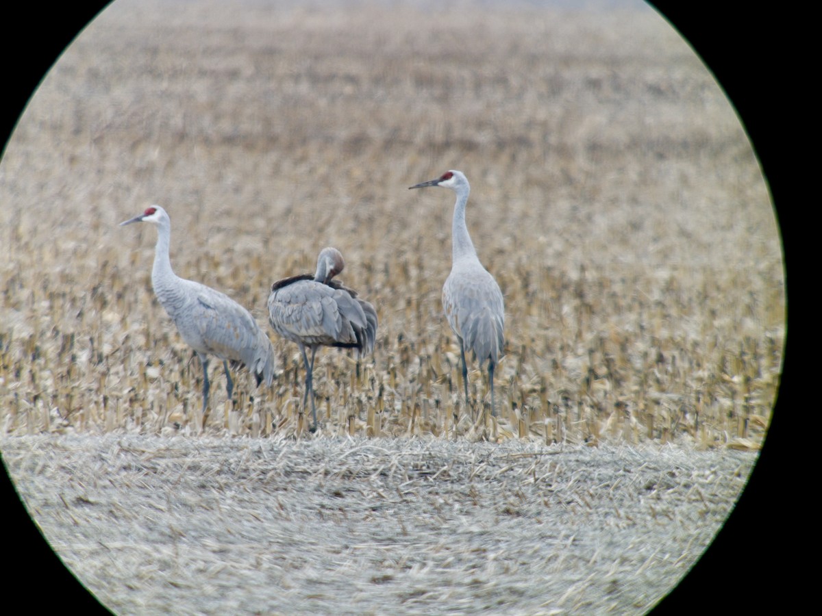 Kanada Turnası - ML646752728