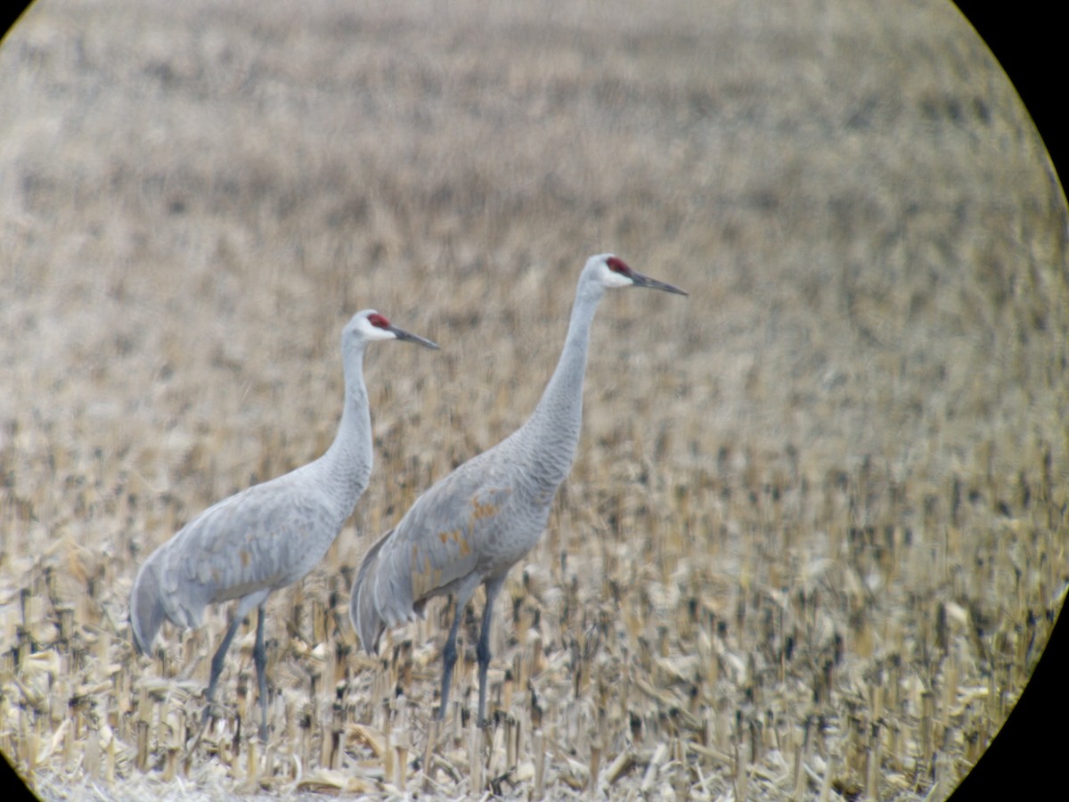 Kanada Turnası - ML646752729