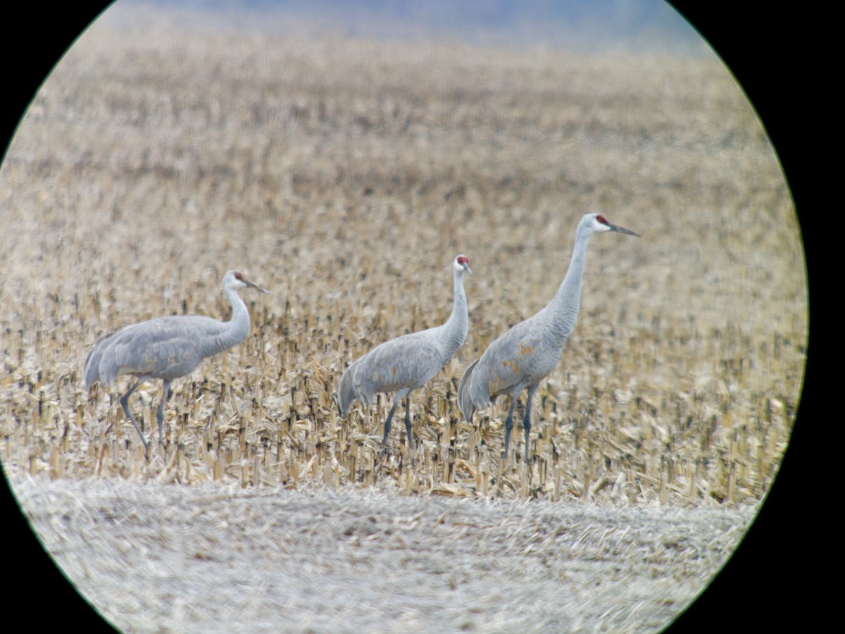 Kanada Turnası - ML646752730