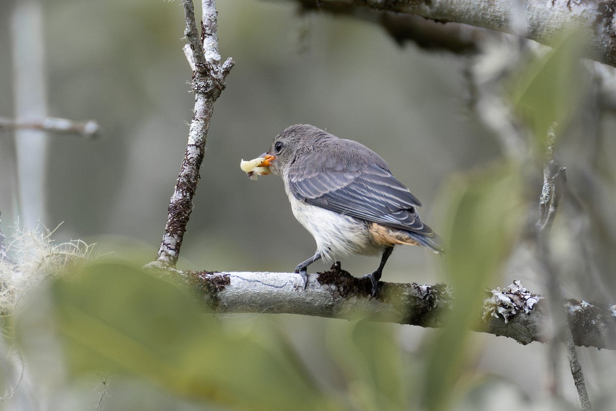 ヤドリギハナドリ - ML646752731