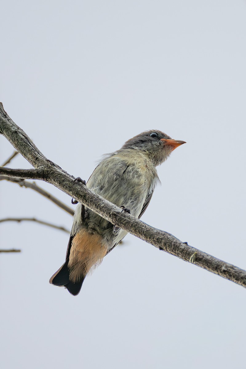 ヤドリギハナドリ - ML646752732