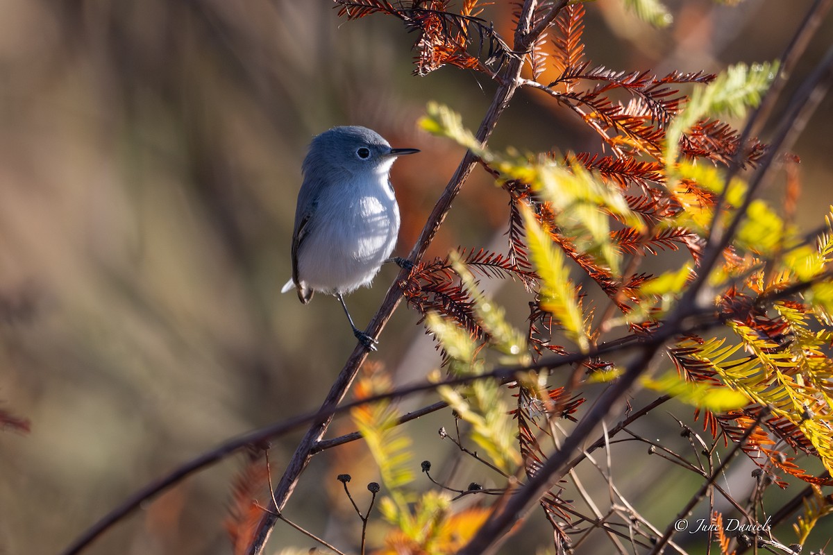 Комароловка сиза - ML646752733