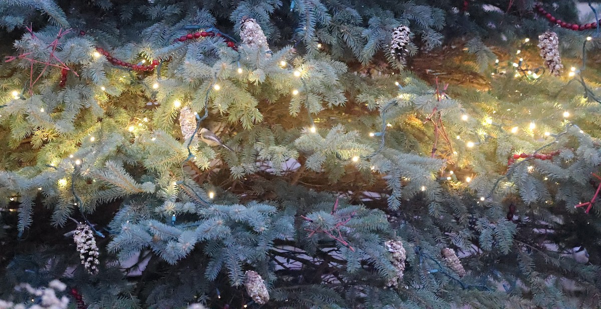 Гаїчка світлокрила - ML646752736