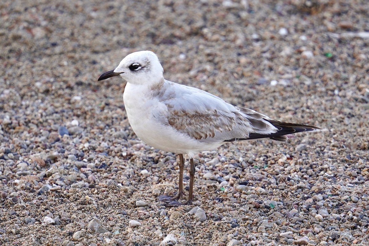 Mediterranean Gull - ML646752738