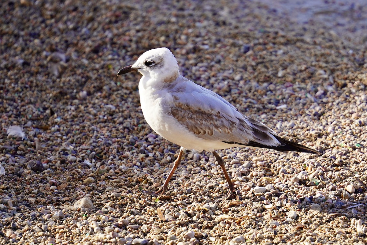 Mediterranean Gull - ML646752739