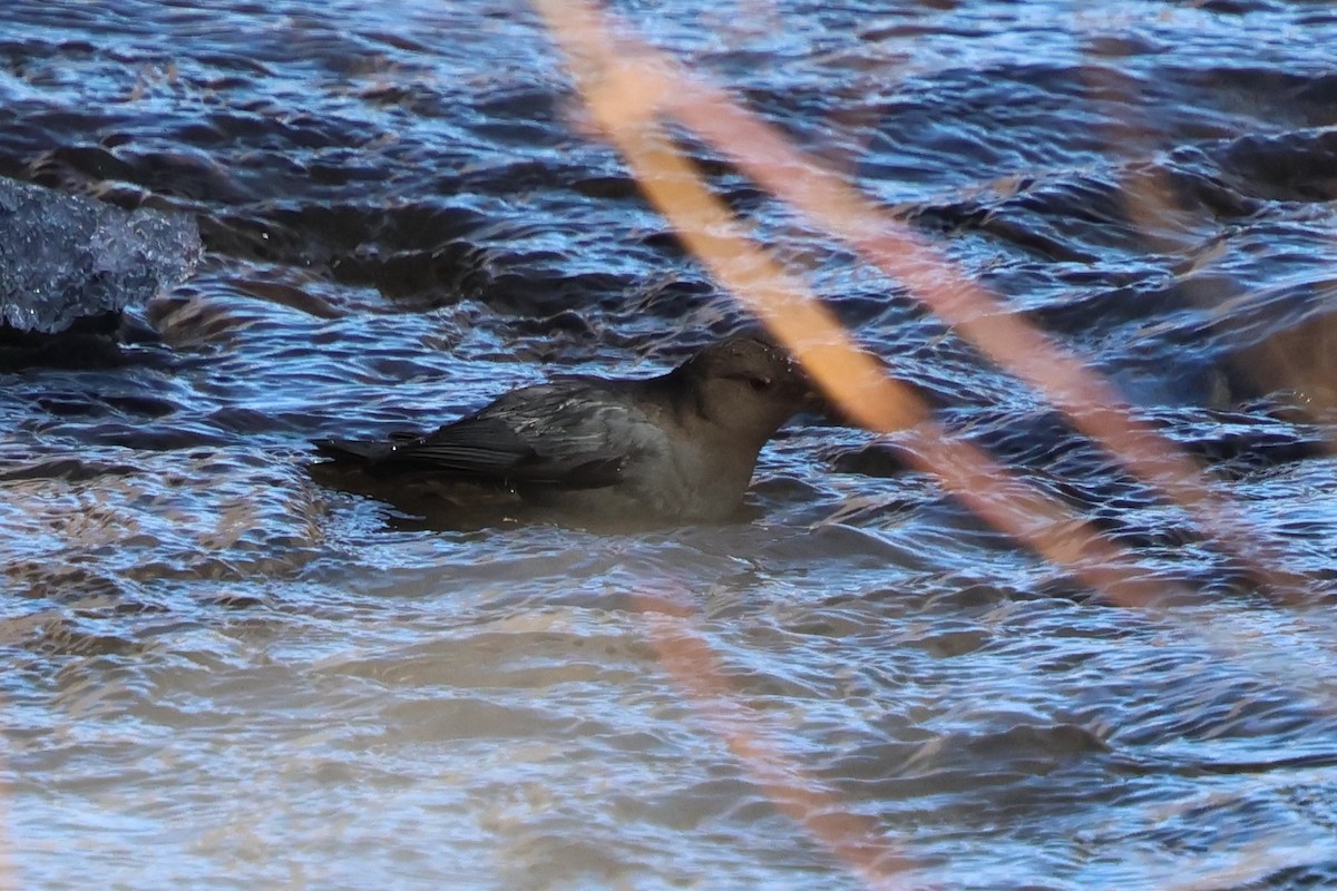 American Dipper - ML646752740