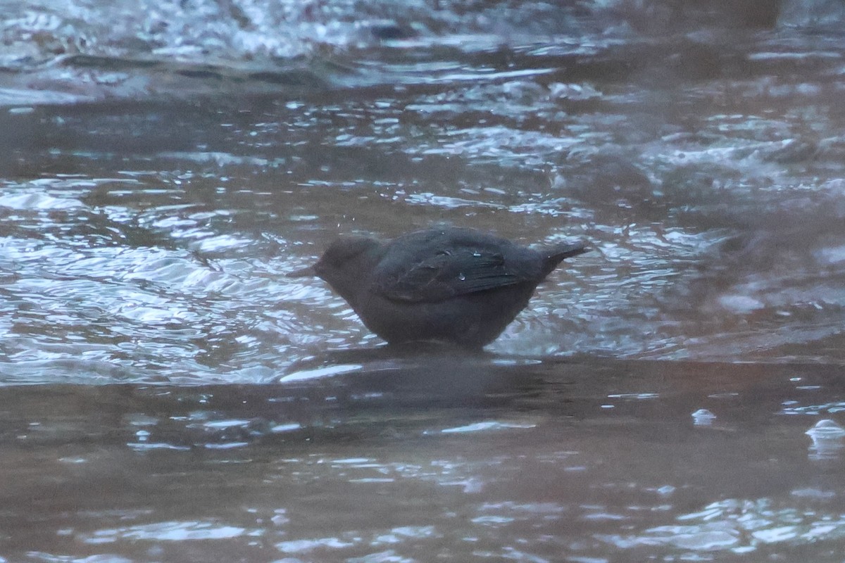 American Dipper - ML646752741