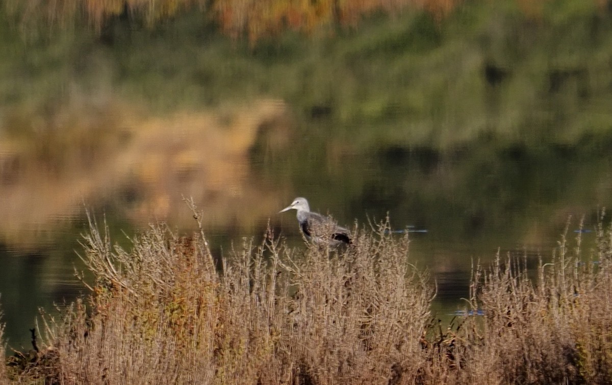 Коловодник великий - ML646752742