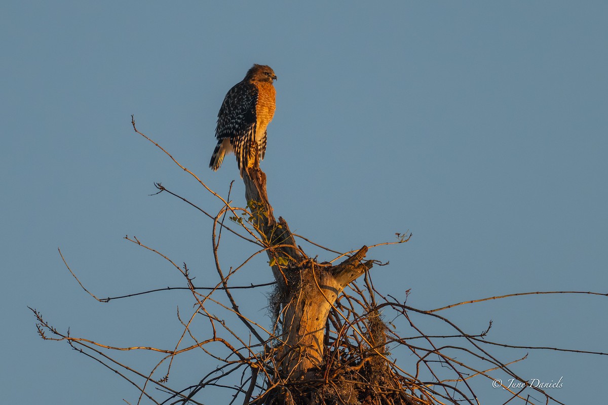 Red-shouldered Hawk - ML646752744