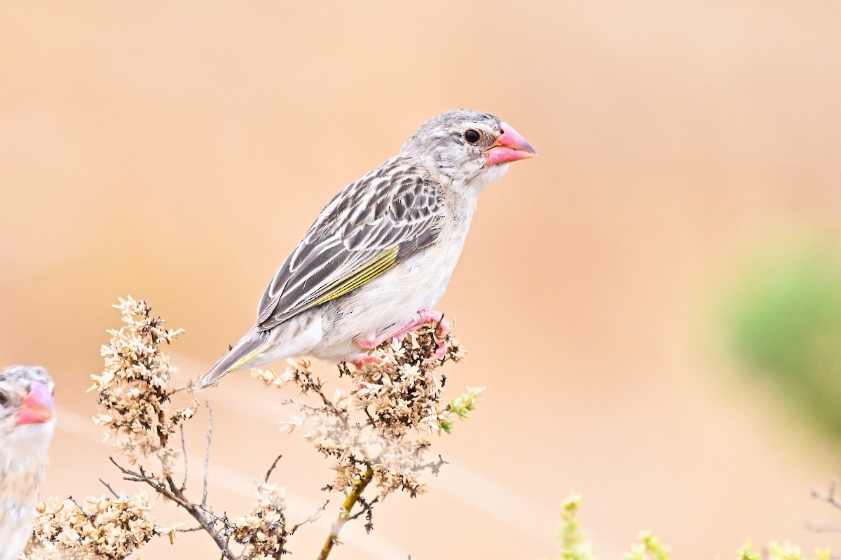 Red-billed Quelea - ML646752746