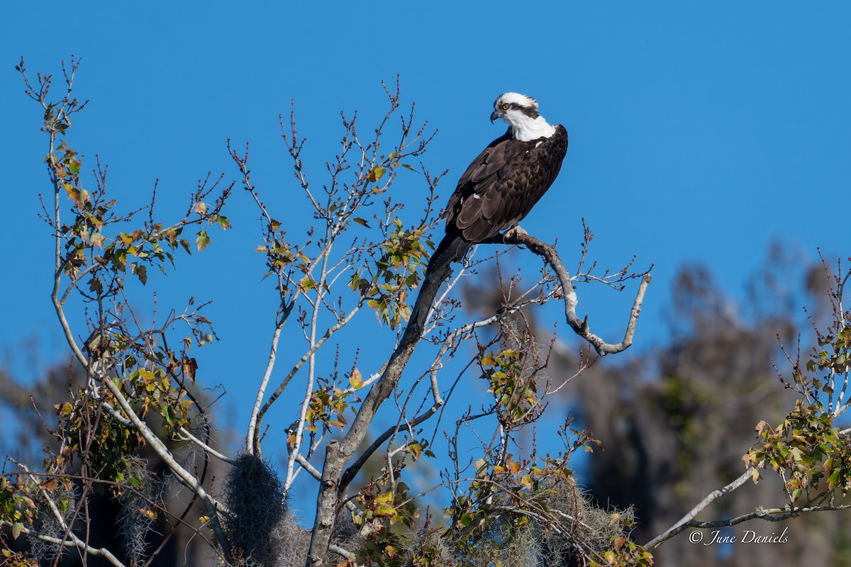 Osprey - ML646752747