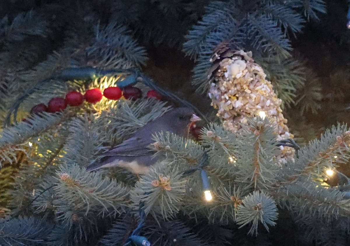 Dark-eyed Junco - ML646752750